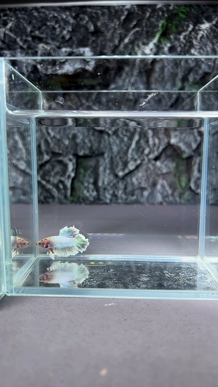 斗鱼竞拍链接A031