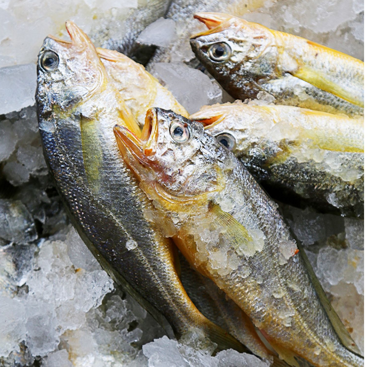 浙江舟山东海野生小黄鱼  8-10条/斤