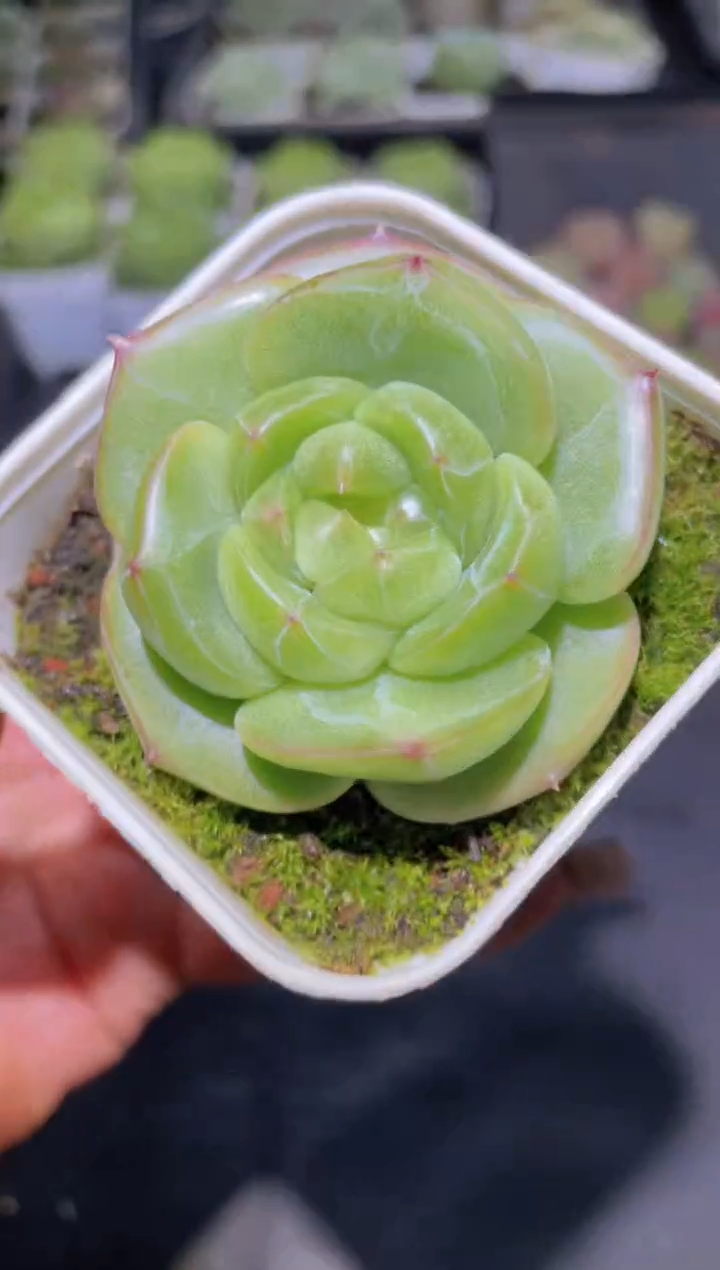 070逍遥量拍随机发一颗