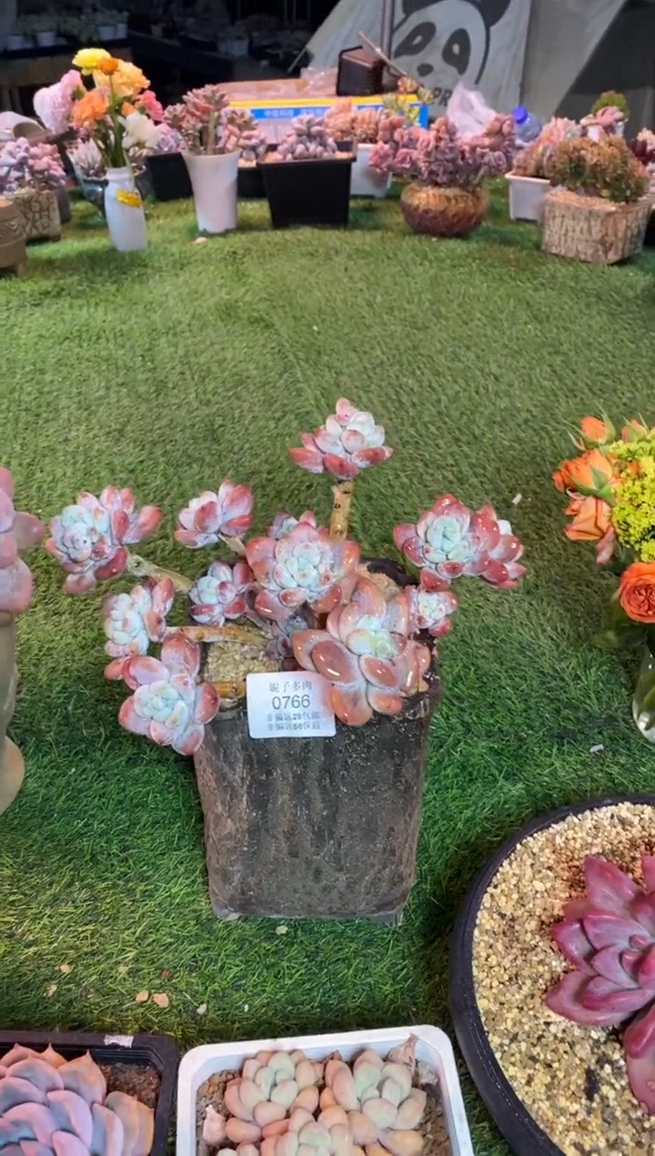 【闪购商品】0766a