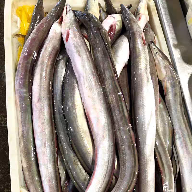 【围裙妈妈】东海野生海捕鳗鱼海鳗鱼顺丰包邮