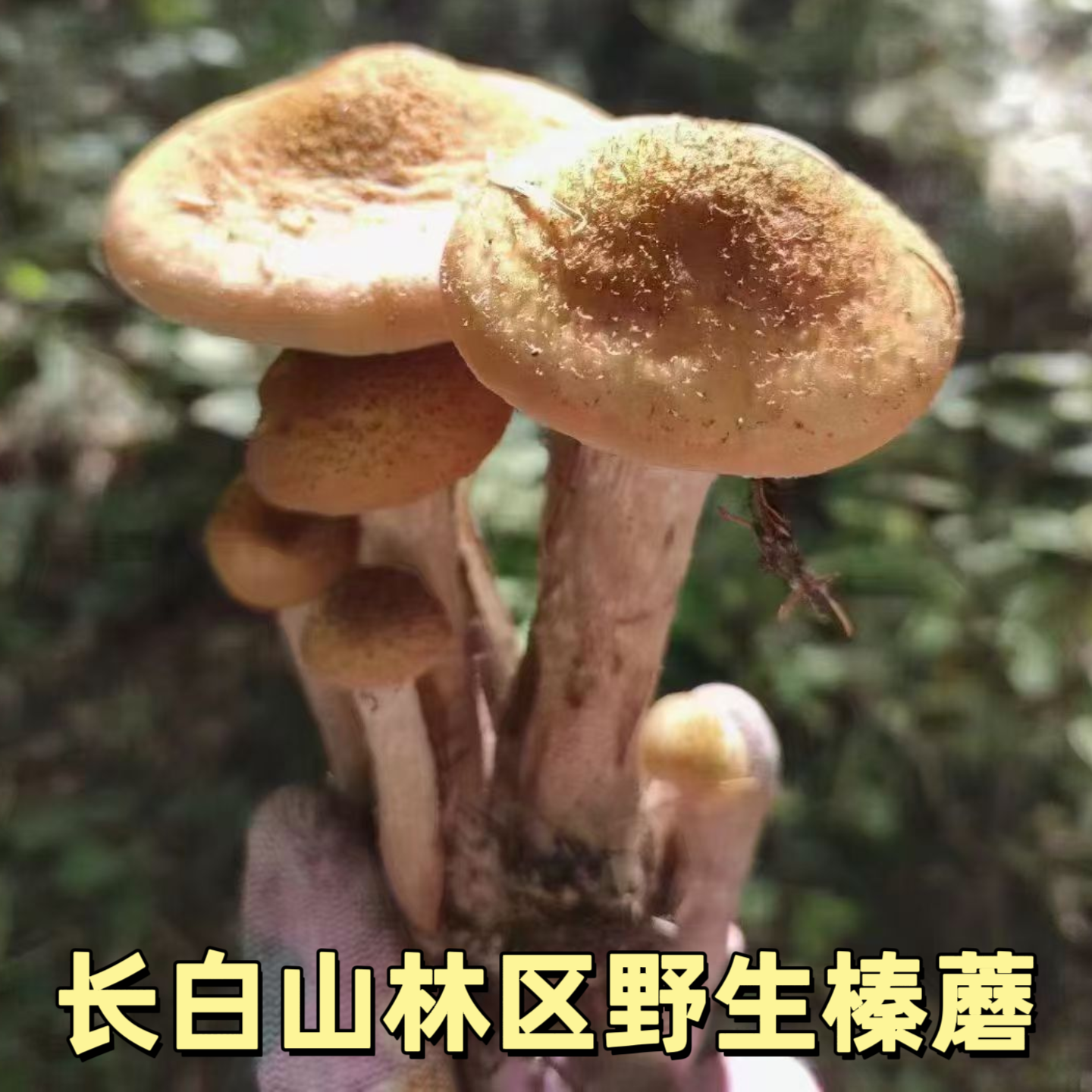 东北特产长白山野生榛蘑香菇干货山珍小鸡炖野蘑菇头无根深山采摘