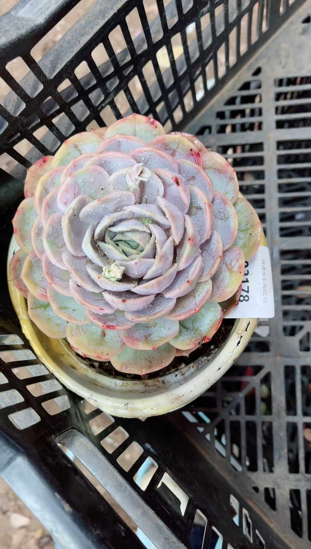 【闪购商品】03178