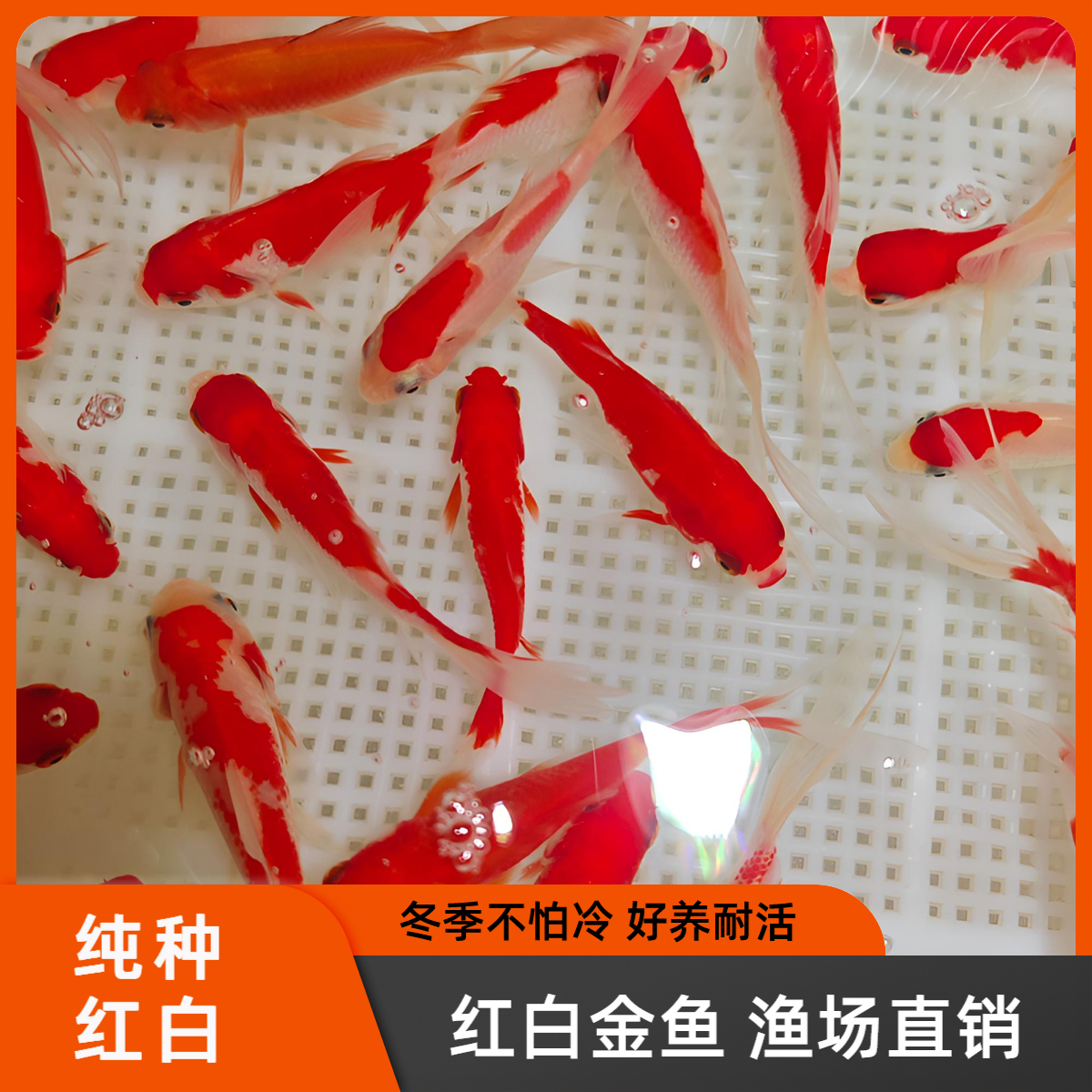【新号宠粉】5-8公分樱花红白金鱼发3条备损2条到手5条混搭观赏鱼