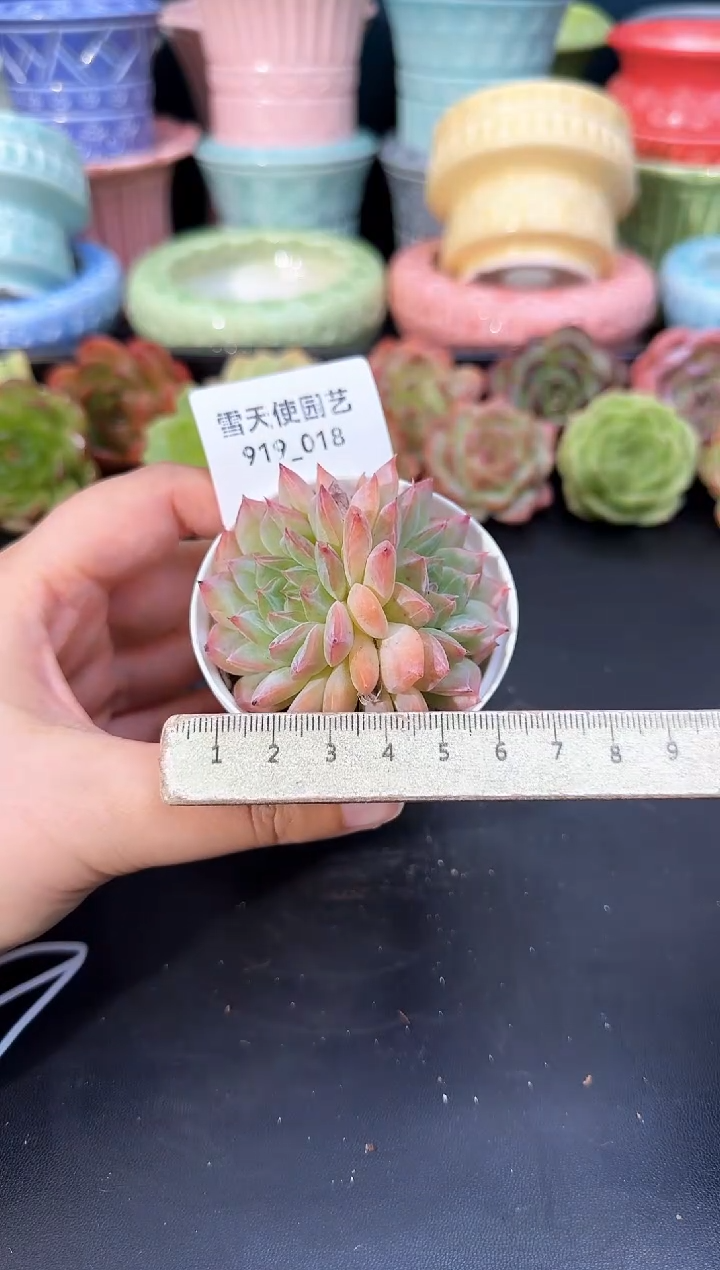 919-018青山（冠幅6cm）