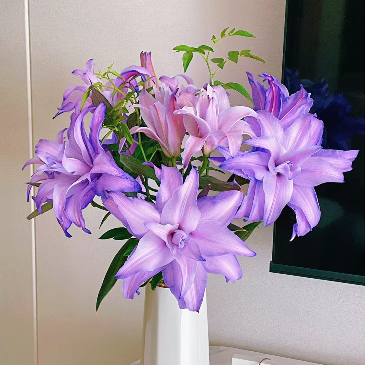 【紫色幽梦吸色重瓣香水百合AK】吸色 | 全场任意满两单鲜花包邮