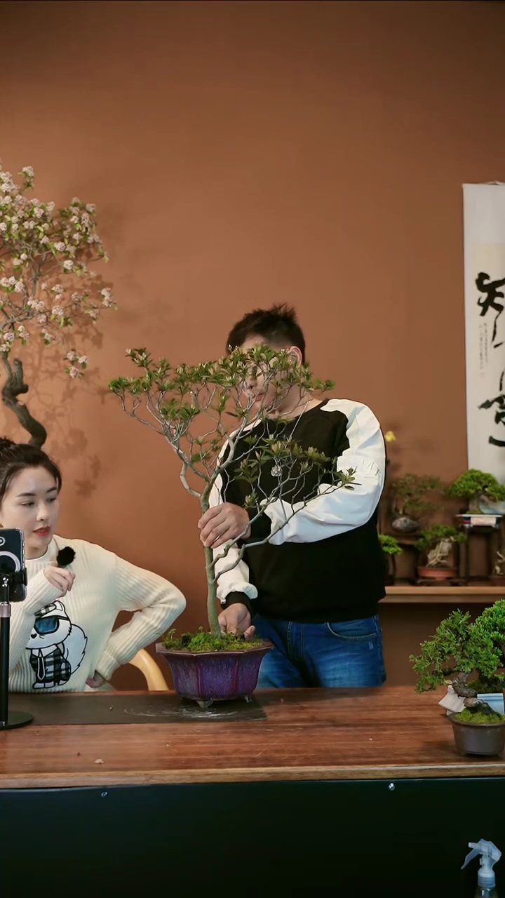 春花盆景盆景盆景