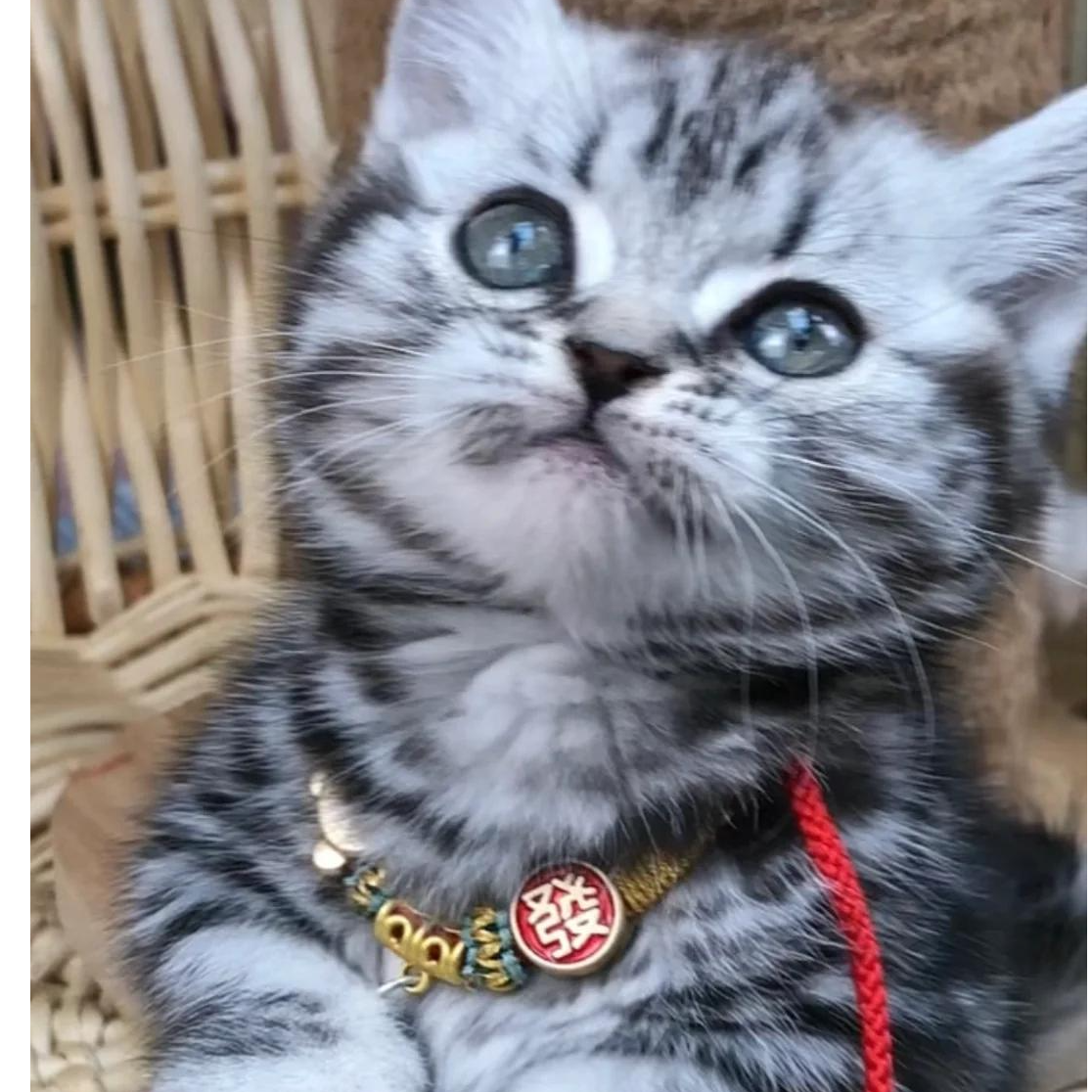 猫咪养户多品种直销