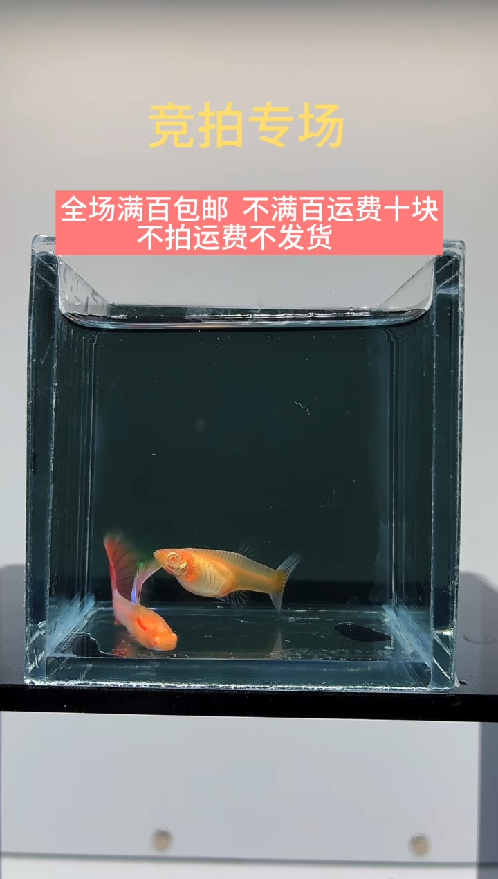 孔雀鱼天使彩虹一对-18