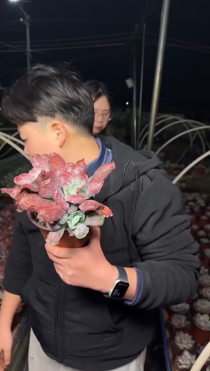 双头起男爵2.99  