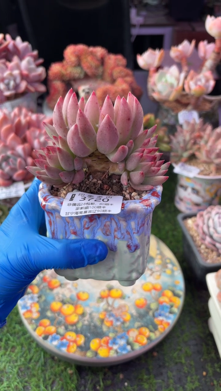 昆明印象多肉3720