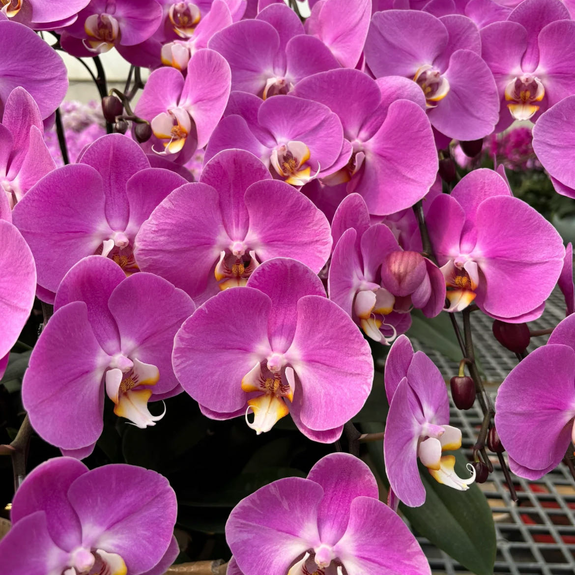 【小阿阮】A级 [粉色藏宝图] 蝴蝶兰盆栽带花苞·花期长桌面装饰 