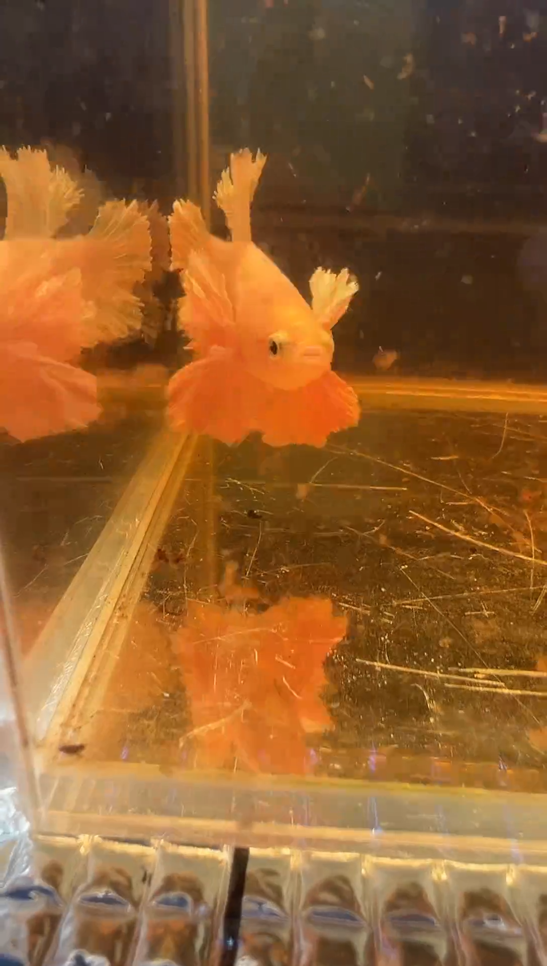 斗鱼斗鱼绣球大耳朵