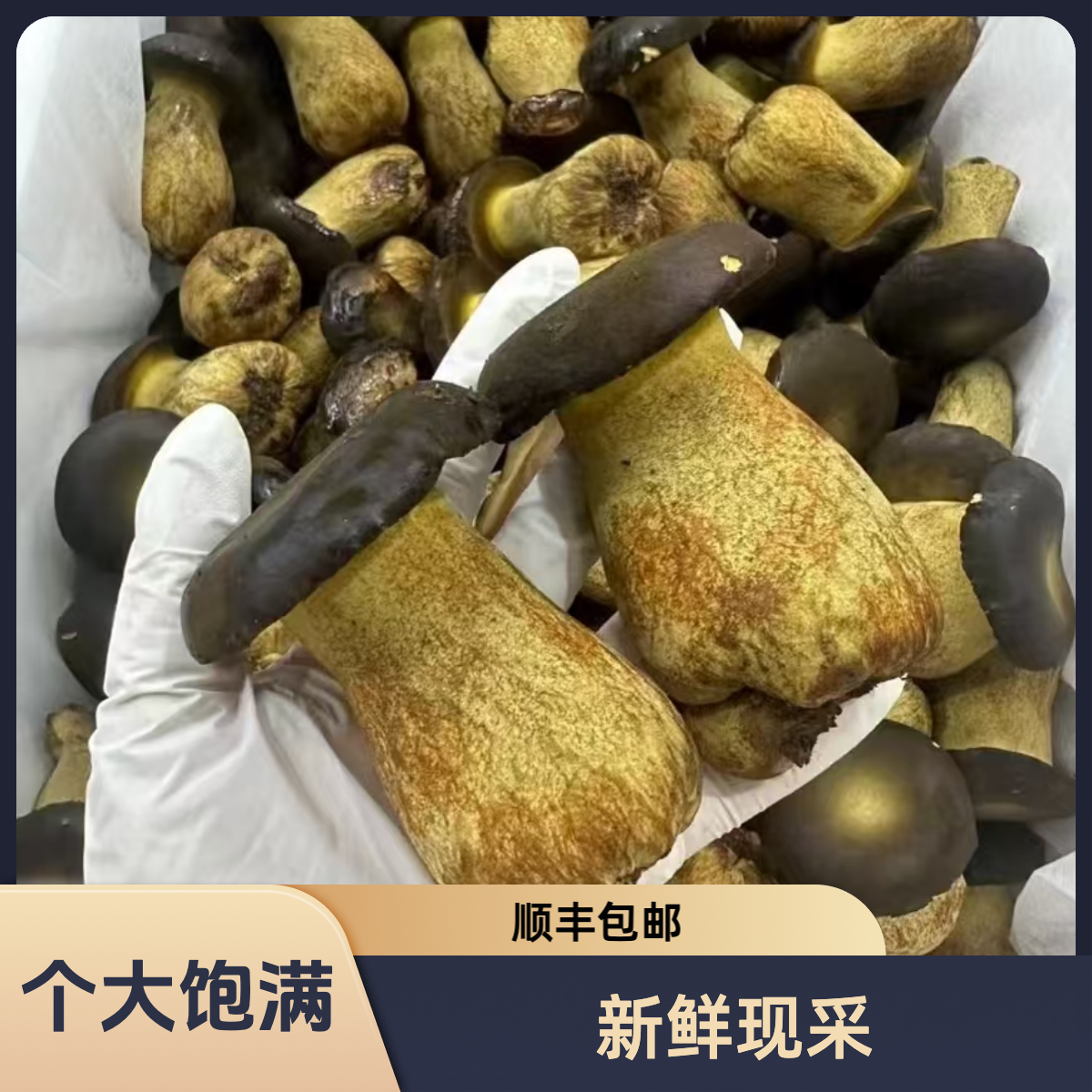 黑牛肝菌新鲜现采顺丰包邮云南高品质见手青炒菜煲汤高端食材
