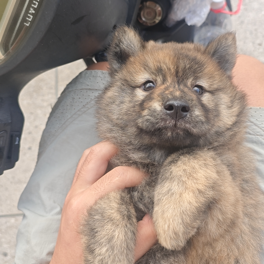 广西中华田园犬，深山种，下单前请咨询客服