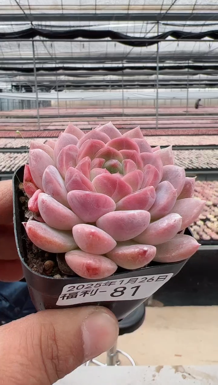 【闪购商品】福利款多肉（红韵）81