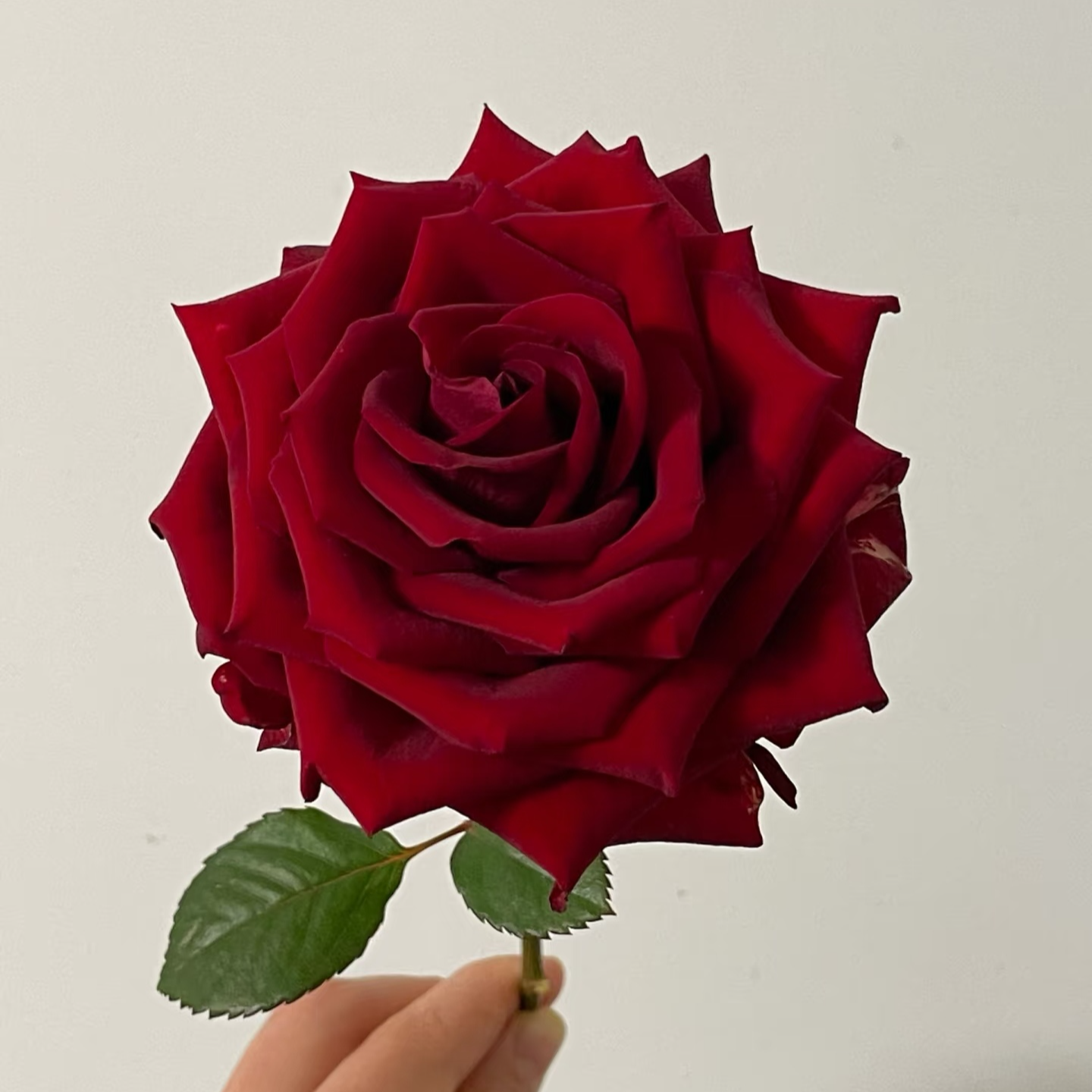 [高原红]品牌代表商品，2单顺丰包邮，鲜切玫瑰10支装