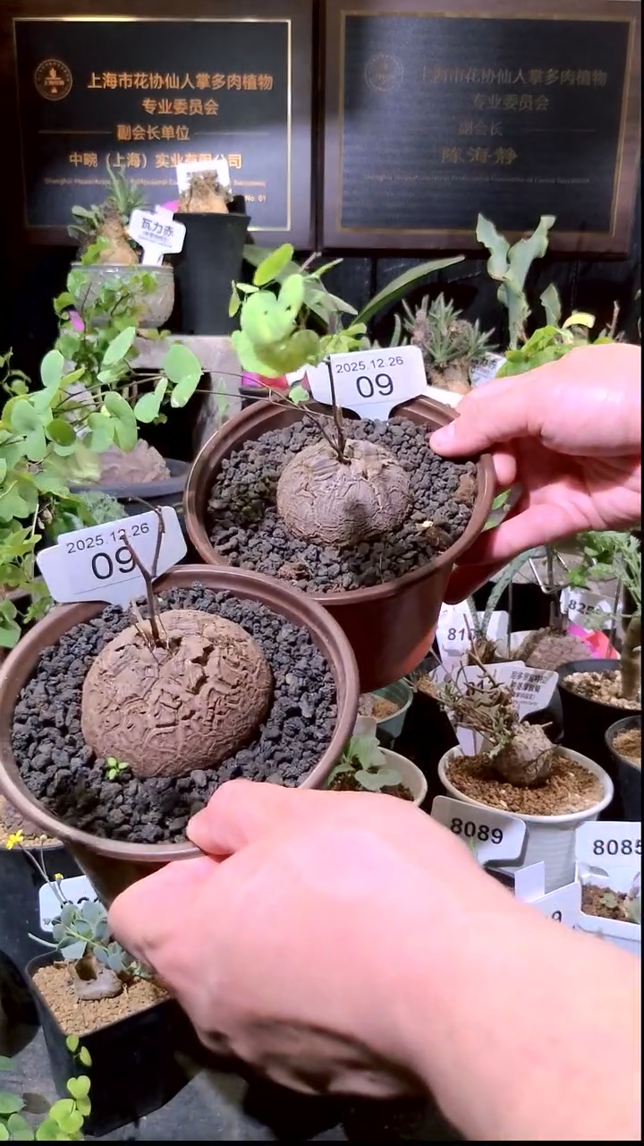 09号1226福利南非龟甲龙买一送一