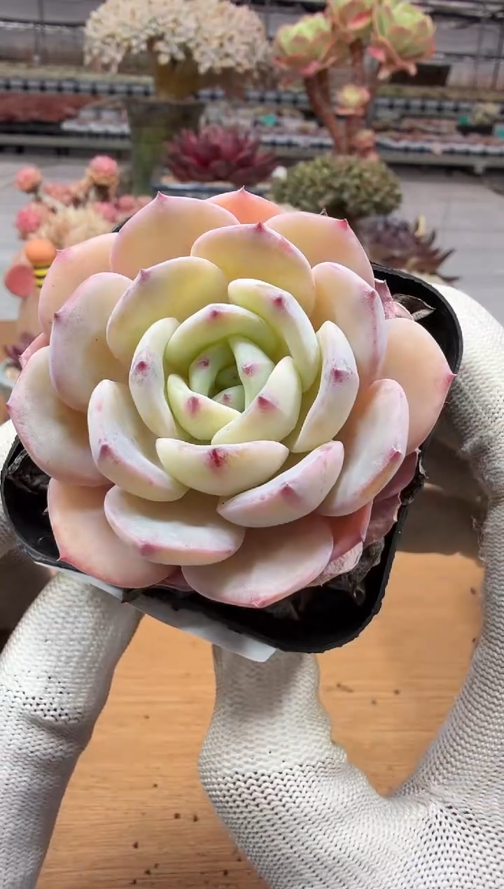 东云多肉园二店-206