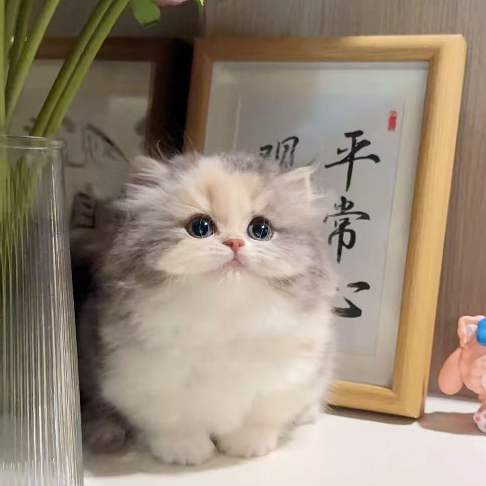 全品种宠物包括金渐层银渐层布偶猫缅因猫等