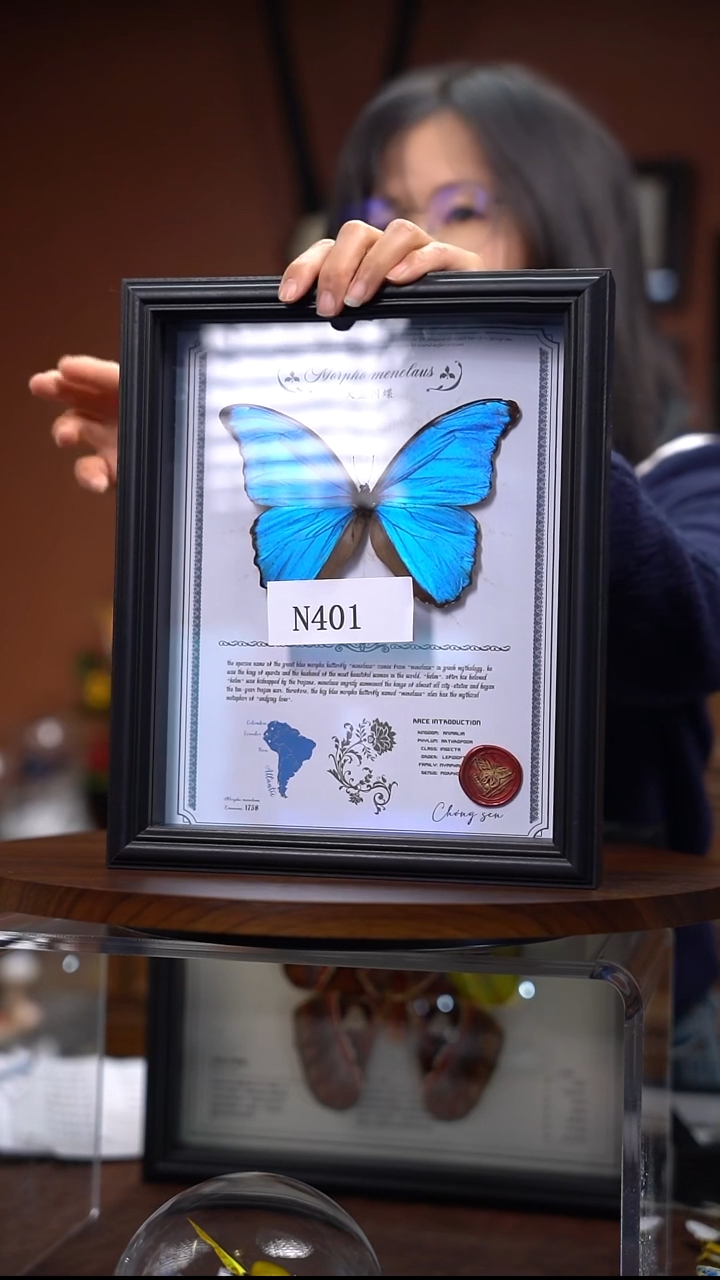 N401  大蓝闪 真蝴蝶   微瑕