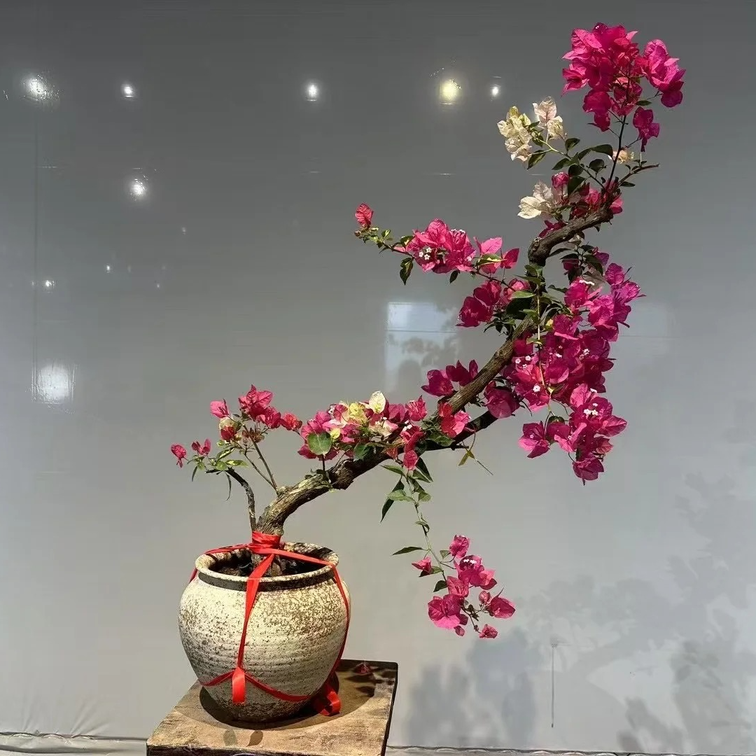 三角梅树苗老桩盆栽四季开花耐寒耐热好养活庭院阳台花卉绿植