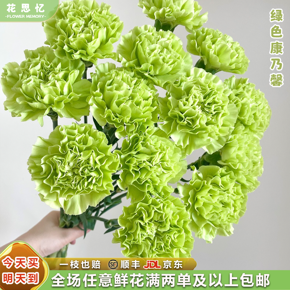 『绿色康乃馨10枝』家居养花 全场任意满两单鲜花顺丰京东包邮 三单鲜花送玻璃花瓶 鲜花直播次日达包邮