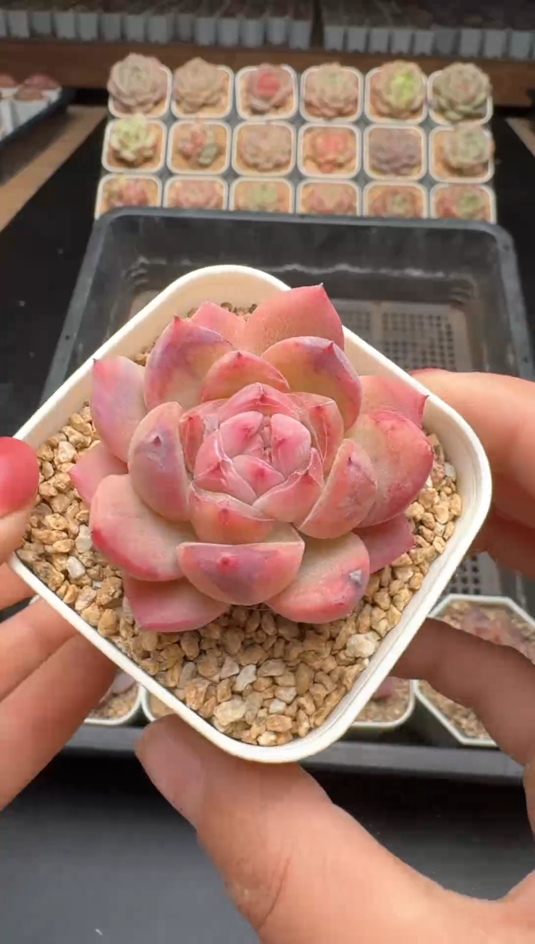 【闪购商品】393号一物一拍珍妮多肉花卉植物3颗起发