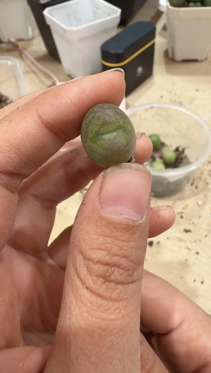 傻**蕊24-98多肉植物肉锥