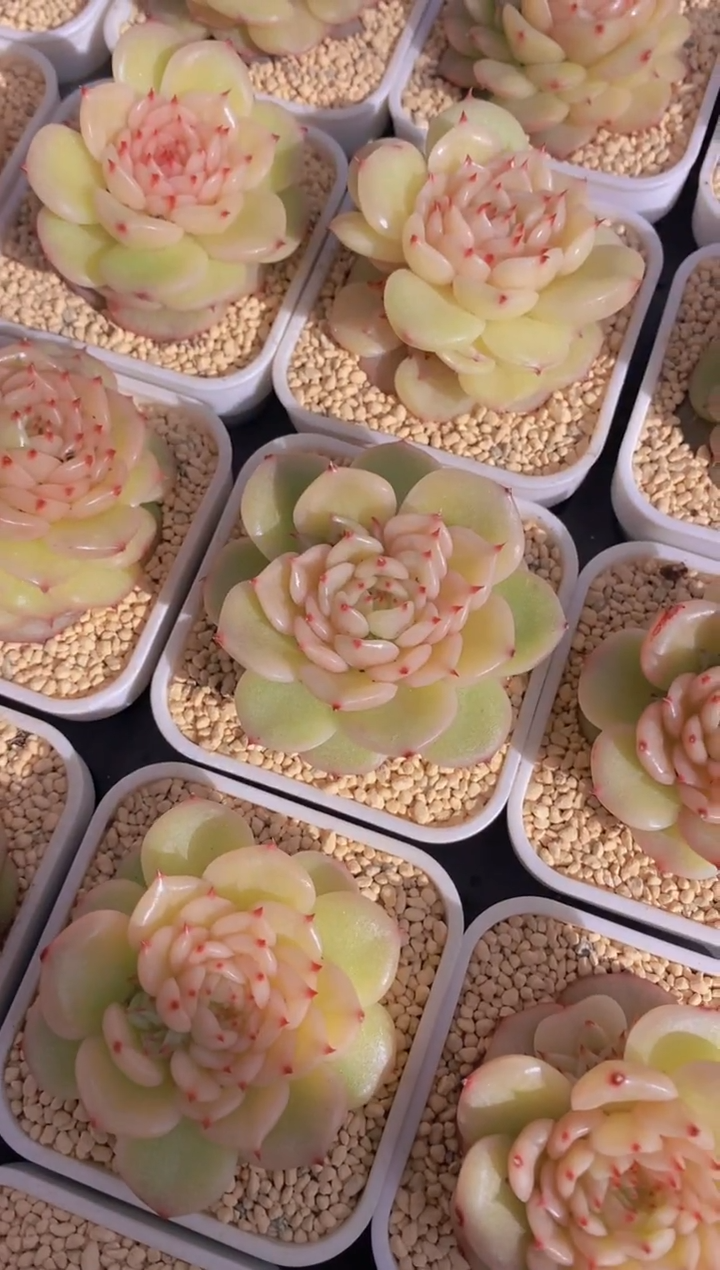  198-单头玉玲珑（量拍）