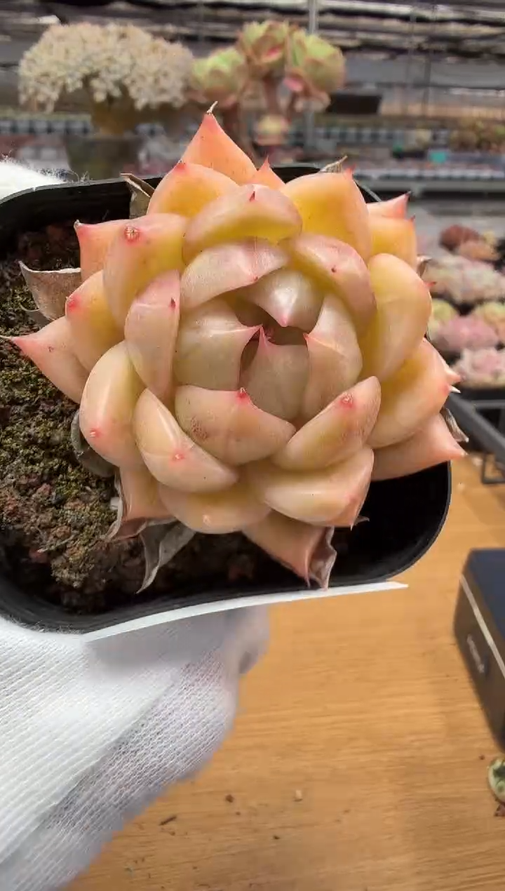 东云多肉园二店-316