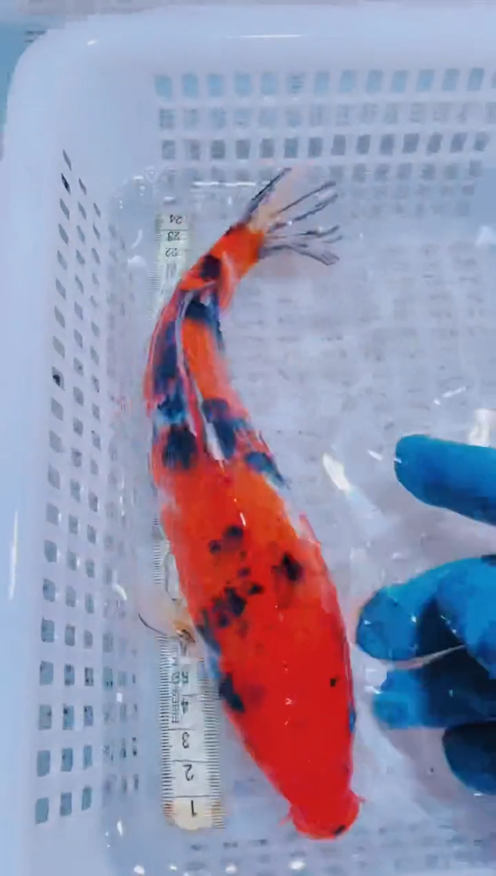 锦鲤血统锦鲤全场包邮178