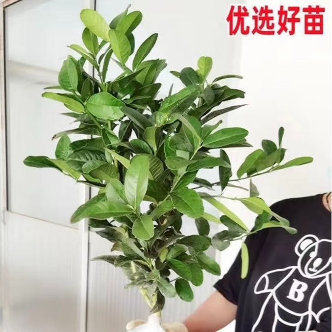 【香水柠檬】广东柠檬树苗盆栽四季香水柠檬可食用地栽南北方种植