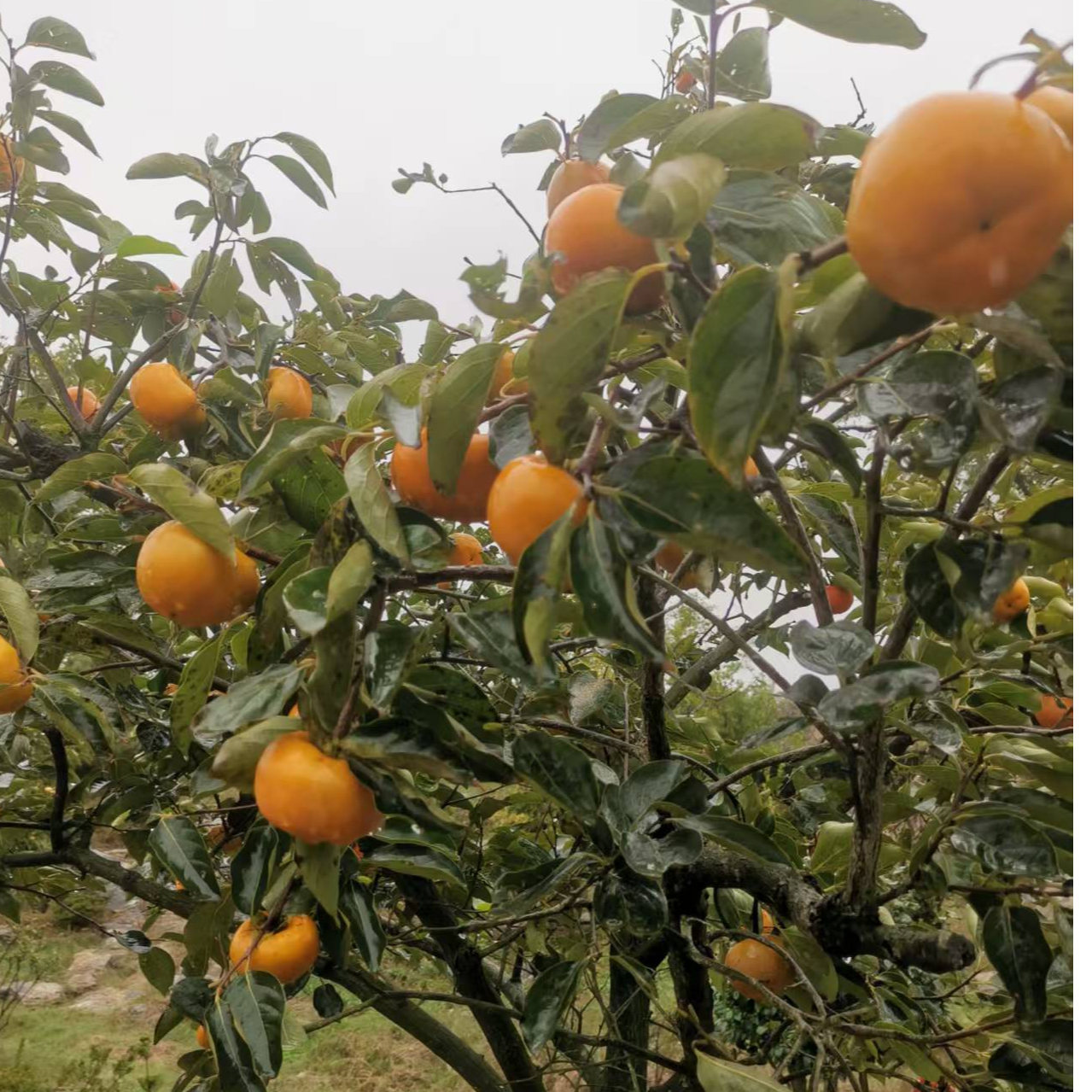 柿子树好的绿化苗木适合庭院别墅栽种耐寒耐贫瘠南北方可栽种