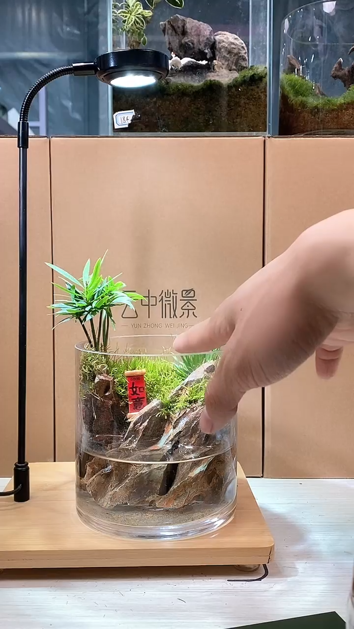 【闪购商品】孤品养鱼款