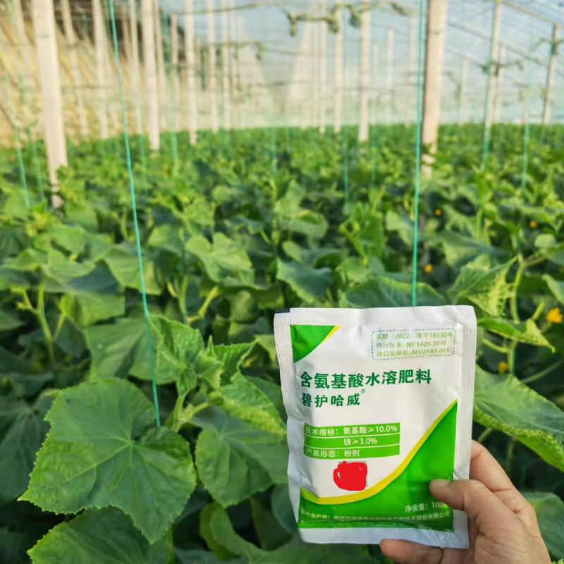 德国碧护哈威植物源氨基酸含镁水溶肥料叶片增厚变绿 增加叶绿素