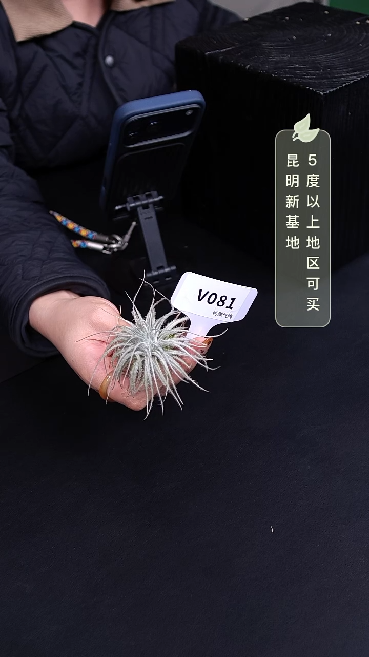 不开花植物V081-空气凤梨-鸡毛掸子（小）