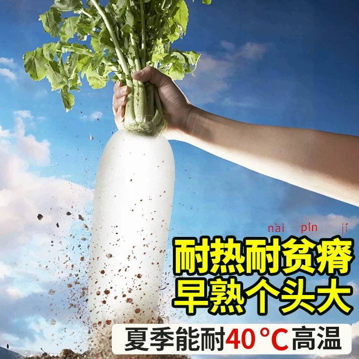 白萝卜种子易种白萝卜水果洁白蔬菜种籽口感味甜多汁秋季播种