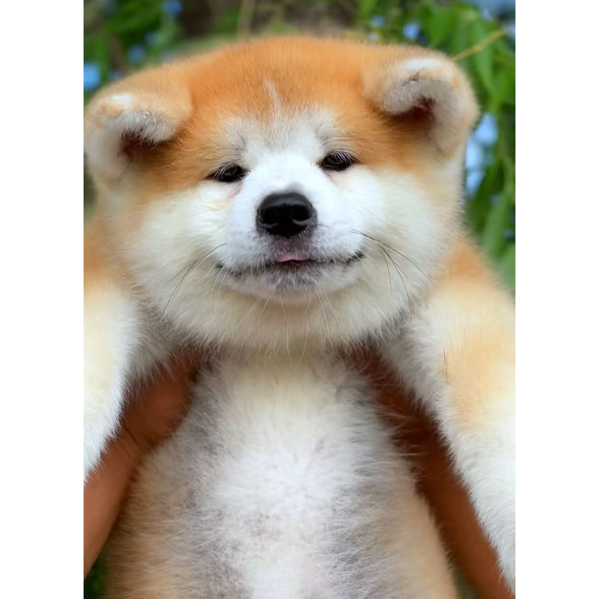 （润福秋田犬舍）T狗狗活体