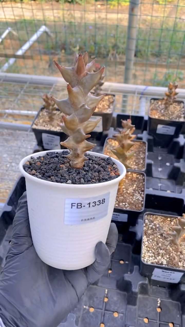 墨西哥角榄FB-1338