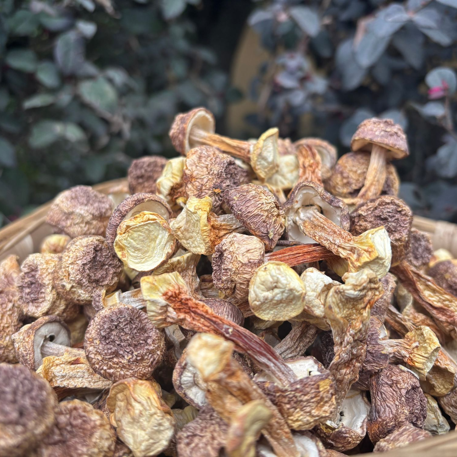 【小谢助农】城口大巴山姬松茸