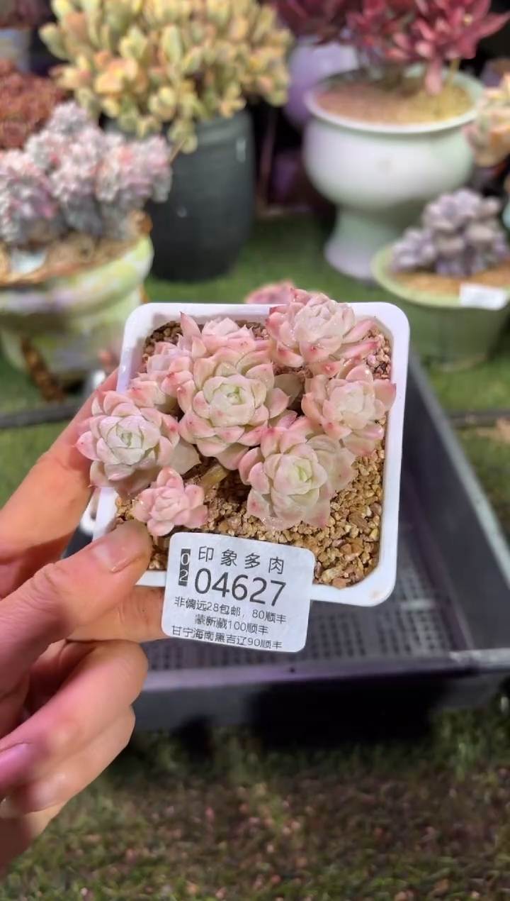 【闪购商品】04627