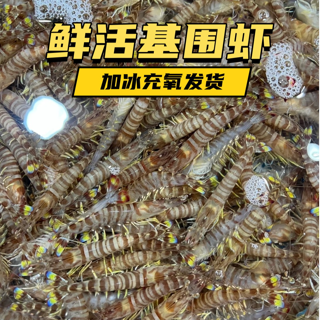 【鲜活基围虾】90%以上鲜活（每斤60条左右）鲜活发货基围虾 规格可选