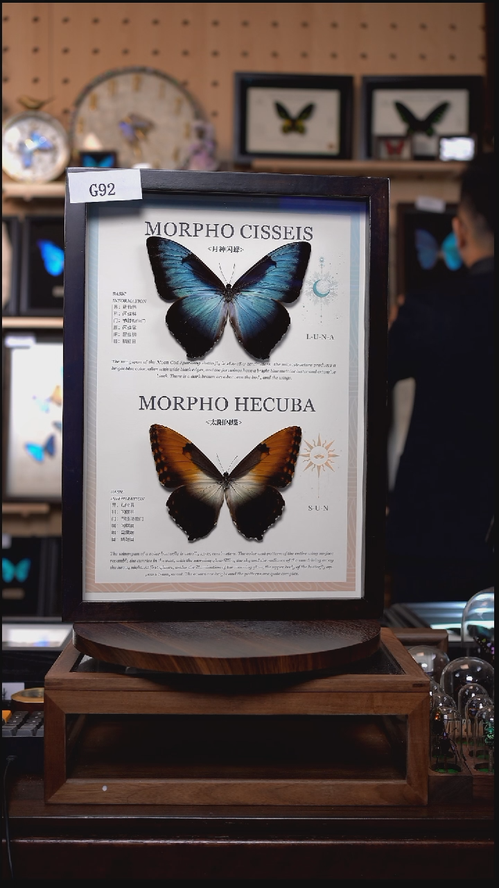 蝴蝶标本摆件竞拍月神闪蝶p亚+大太阳g92