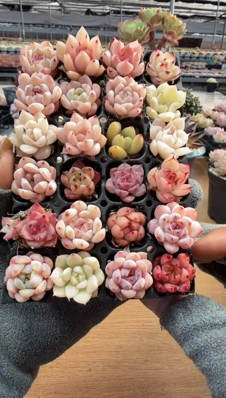 东云多肉园二店-196