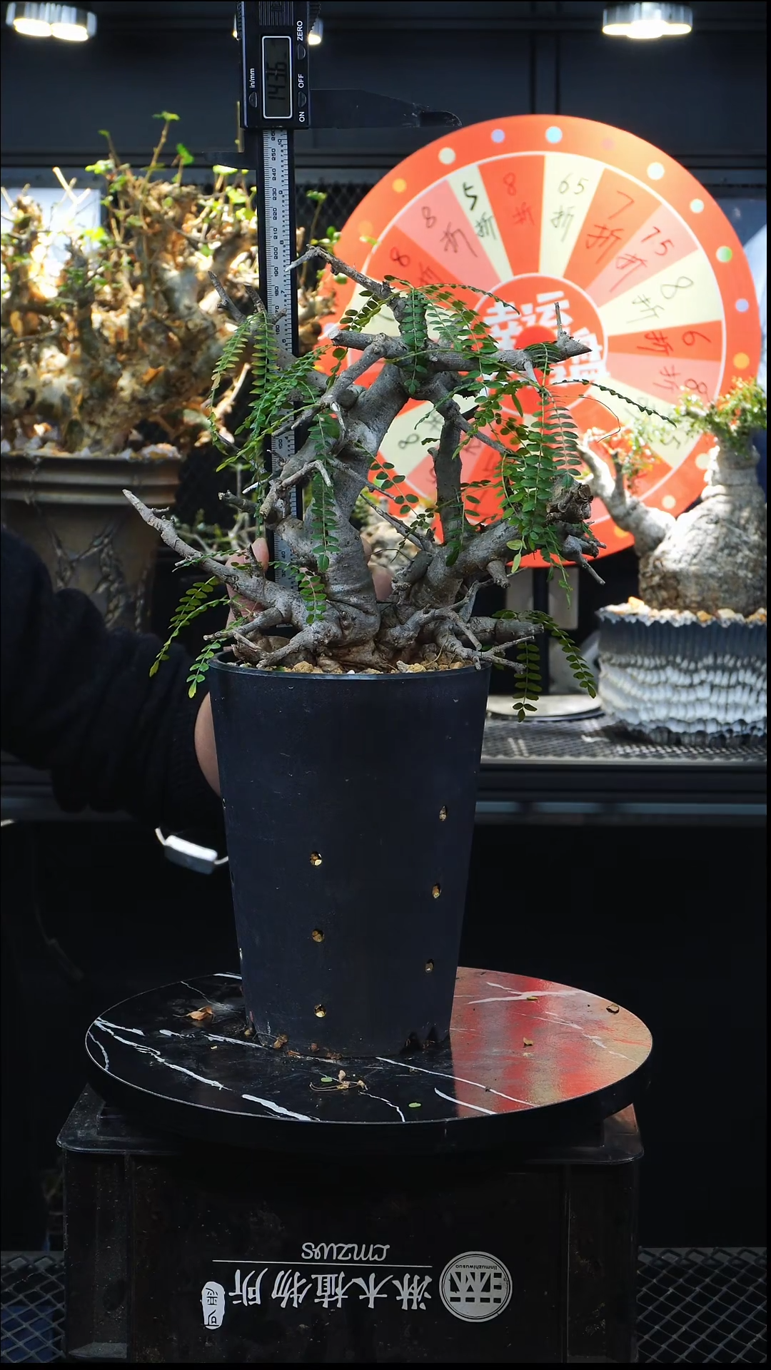 尼勒达111111111111