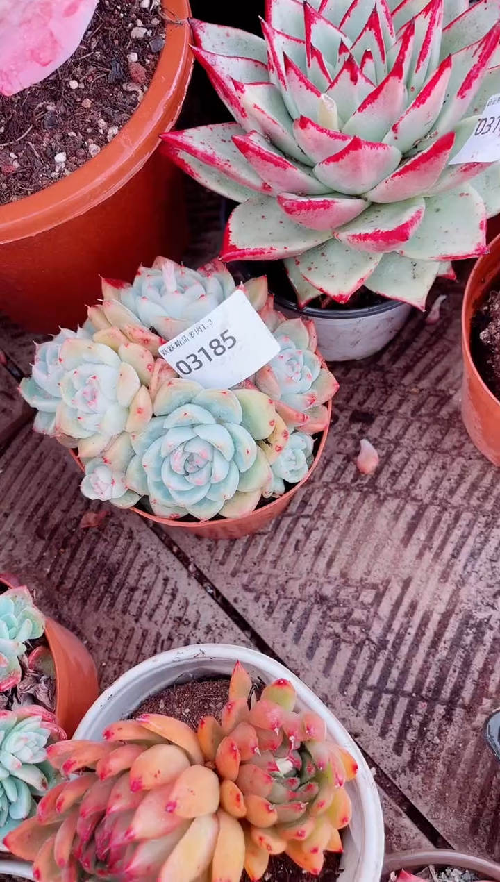 未****Y跃跃精品多肉03185