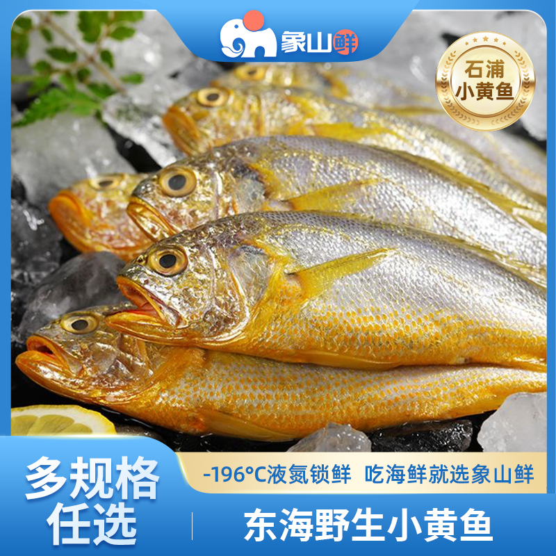 【石浦直供】小黄鱼野生海捕东海鲜冻黄花鱼码头直发速达海鲜水产