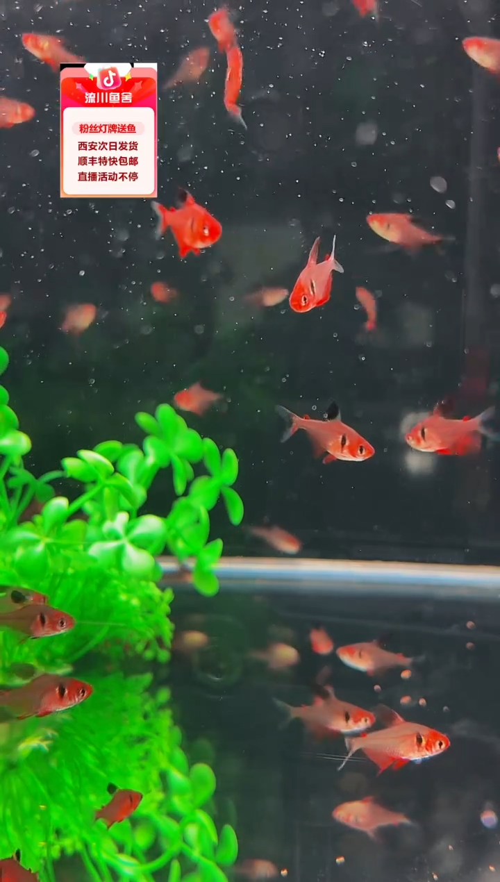 海水鱼D*g爆色红火蚁3+ 3条