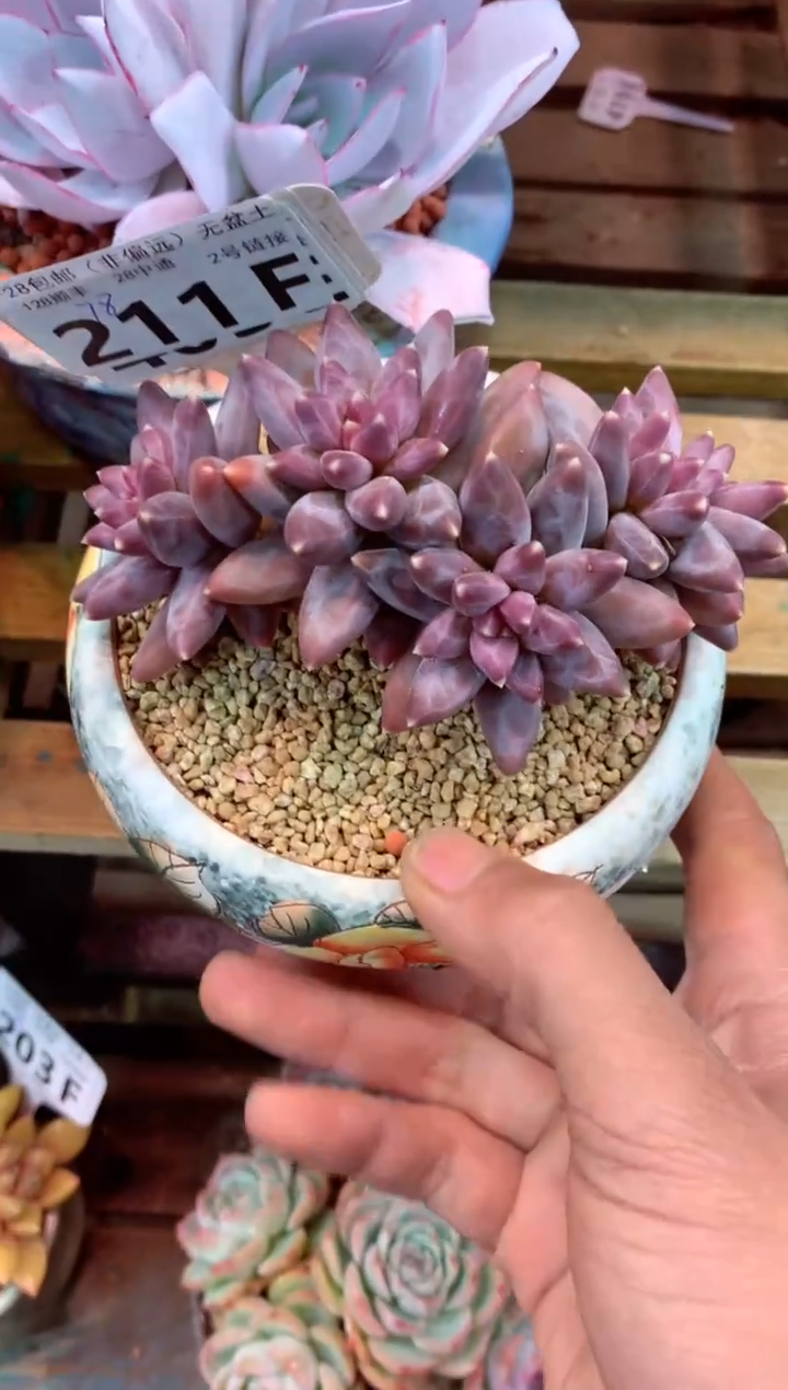 211F（一物一拍，精品多肉，w所见即所得 ）